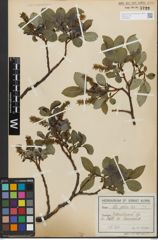 Foto von Salix glabra Scop.